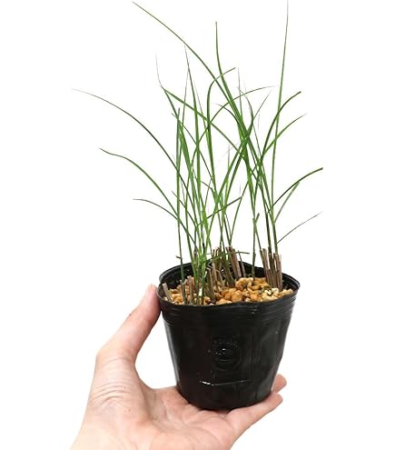 Amazon.co.jp: マコモ 10.5cmポット苗 湿地性多年草▽紫桜館山の花屋